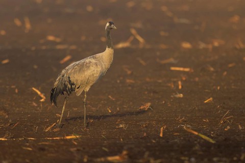 A single crane stands in fog on a brown field, crane (Grus grus) wildlife, Western Pomerania Lagoon
