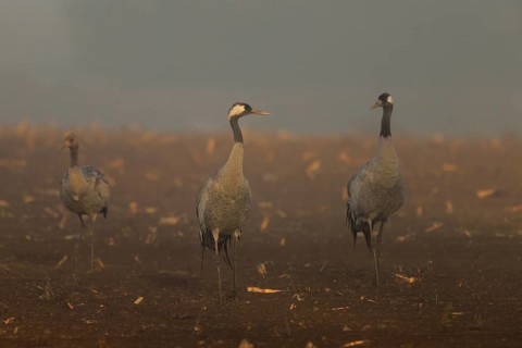 Three cranes in a field in foggy morning light, Crane (Grus grus) wildlife, Western Pomerania