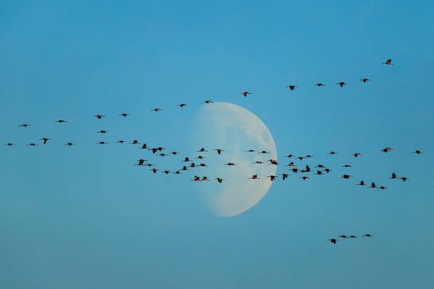 A large group of birds flying in front of a crescent in the blue sky, Crane (Grus grus) wildlife,