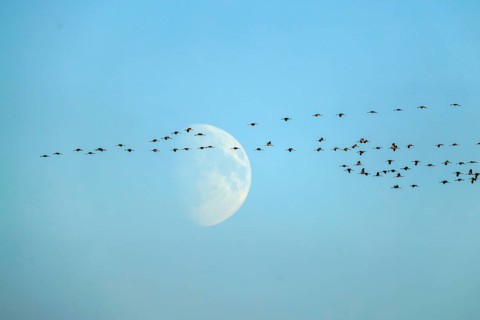 Swarm of cranes flying in the sky against a large moonbackdrop, crane (Grus grus) wildlife, Western