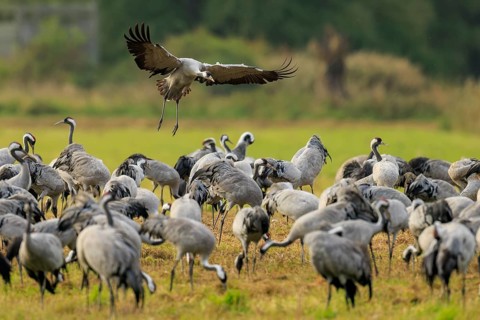 Crane flying over a large group of cranes in a meadow, crane (Grus grus) wildlife, Western
