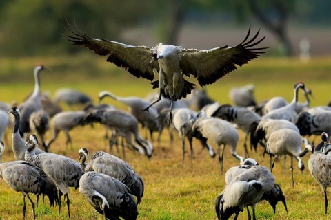 Flying crane over a group of cranes in a meadow, crane (Grus grus) wildlife, Western Pomerania