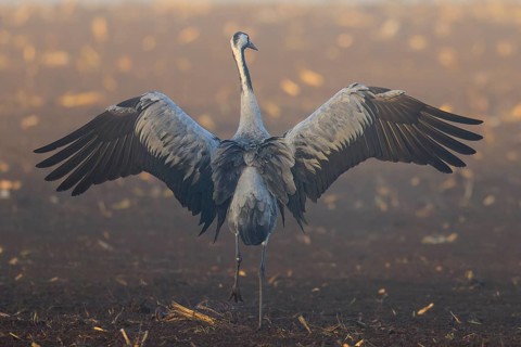 A crane spreads its wings wide on a brown field, Crane (Grus grus) wildlife, Western Pomerania