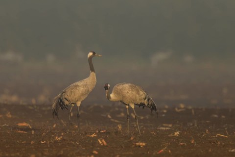 Two cranes stand quietly in foggy morning light, Crane (Grus grus) wildlife, Western Pomerania