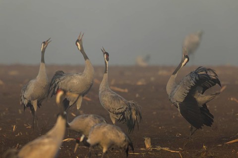 Group of cranes calling at foggy dawn, crane (Grus grus) wildlife, Western Pomerania Lagoon Area