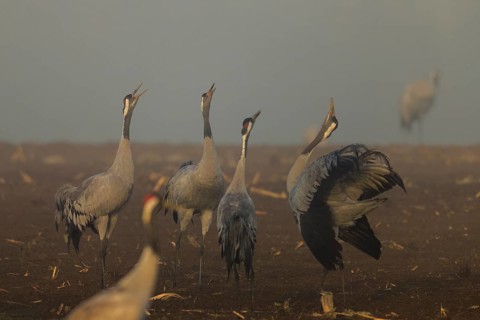 Several cranes call in a foggy field, crane (Grus grus) wildlife, Western Pomerania Lagoon Area