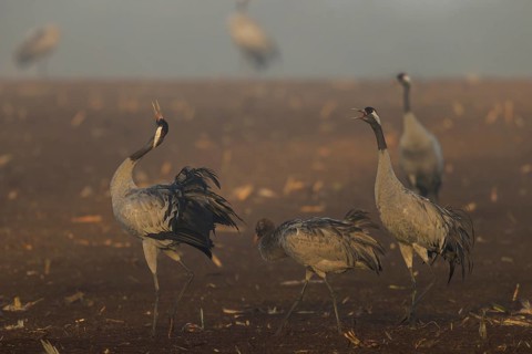 Cranes gather in a foggy field at dawn, Crane (Grus grus) wildlife, Western Pomerania Lagoon Area