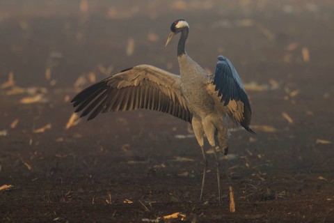 A crane stands with wings spread out in the morning fog in a field, crane (Grus grus) wildlife,
