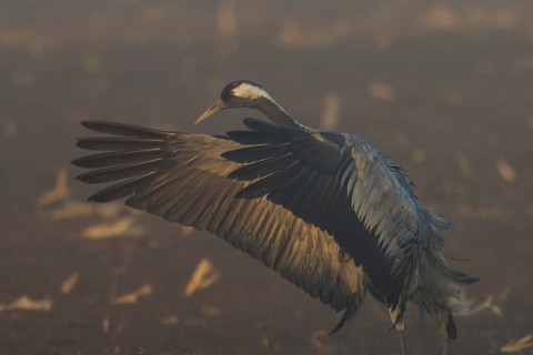 Close-up of a crane with spread wings against a foggy background, crane (Grus grus) wildlife,