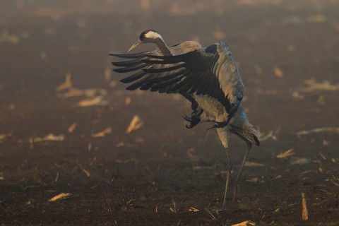 A crane spreads its wings in a dynamic movement in the field, Crane (Grus grus) wildlife, Western