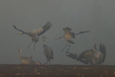 Cranes landing and flying in fog in an open field, crane (Grus grus) wildlife, Western Pomerania