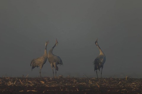 Three cranes courtship in morning fog in a field, crane (Grus grus) wildlife, Western Pomerania