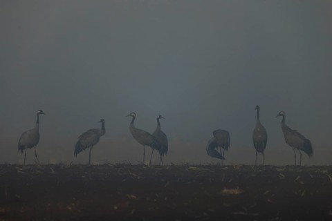 Silhouettes of cranes in fog at dawn in a field, crane (Grus grus) wildlife, Western Pomerania