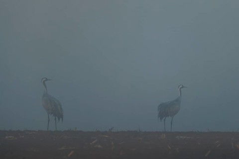Two cranes standing in a field in thick fog, Crane (Grus grus) wildlife, Western Pomerania Lagoon