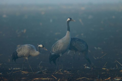 Three cranes stand still in a foggy field at dawn, Crane (Grus grus) wildlife, Western Pomerania