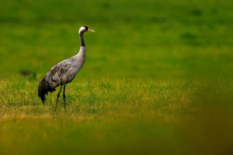 A lonely crane is located in an extensive green field, Crane (Grus grus) wildlife, Western