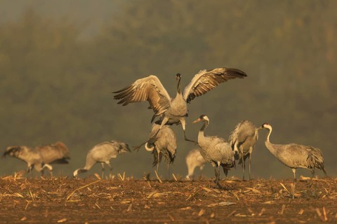 Cranes, one in the middle raising its wings, crane (Grus grus) wildlife, Western Pomerania Lagoon