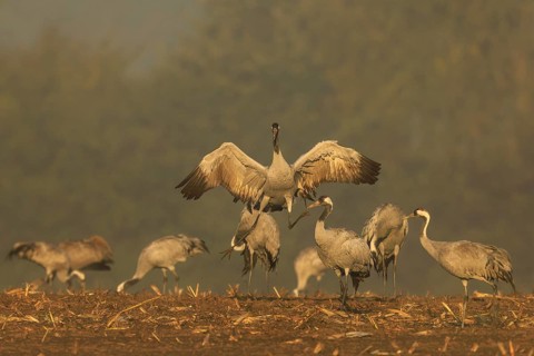 Cranes in the golden morning light, one raises his wings, crane (Grus grus) wildlife, Western