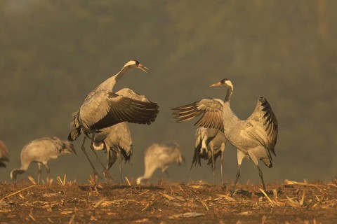Two cranes seem to be challenging each other, standing side by side, crane (Grus grus) wildlife,