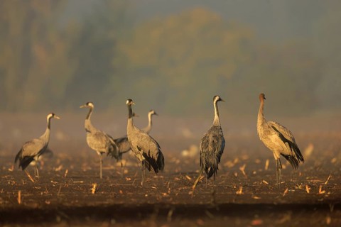 Group of cranes in the morning haze in a field, crane (Grus grus) wildlife, Western Pomerania