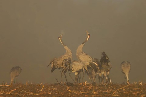 Two cranes dance with raised wings in a foggy atmosphere, crane (Grus grus) wildlife, Western