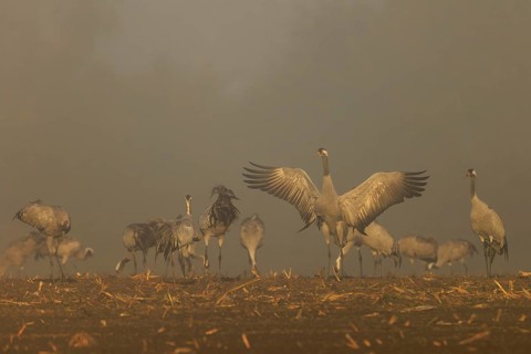 Group of cranes with spread wings at foggy dawn, crane (Grus grus) wildlife, Western Pomerania