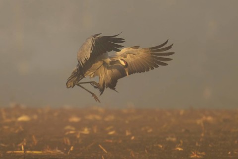 A crane flies with spread wings through the foggy morning, crane (Grus grus) wildlife, Western
