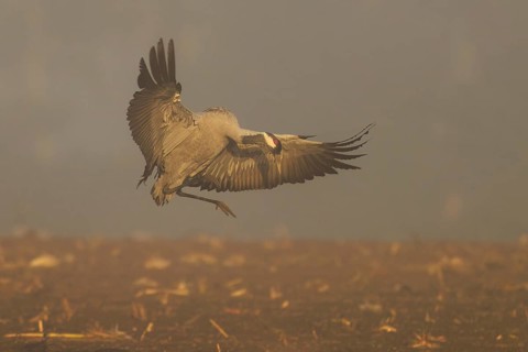A crane flying with spread wings in a foggy landscape, crane (Grus grus) wildlife, Western