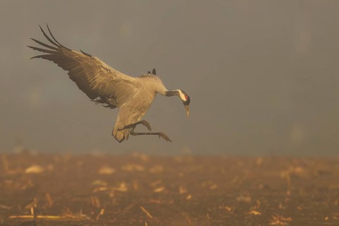 A crane hovers above the ground in a foggy autumn scene, Crane (Grus grus) wildlife, Western