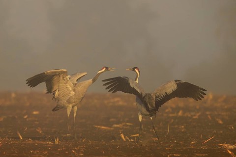 Two cranes talking with spread wings in a foggy atmosphere, crane (Grus grus) wildlife, Western