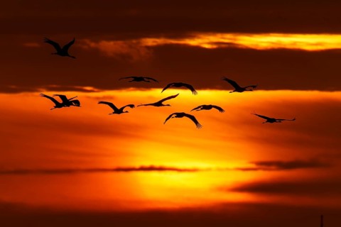 Flock of birds against the orange evening sky, crane (Grus grus) wildlife, Western Pomerania Lagoon