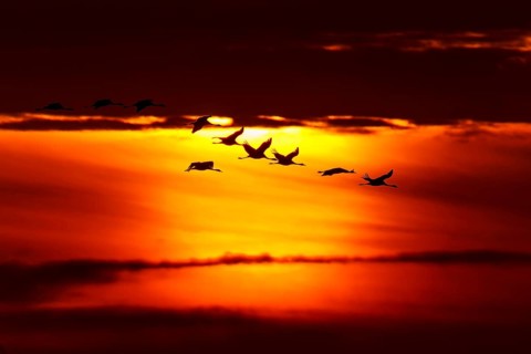Flock of birds flying against a dramatic sunset backdrop, crane (Grus grus) wildlife, Western