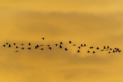 Flock of birds at sunset, calm atmosphere, crane (Grus grus) wildlife, Western Pomerania Lagoon