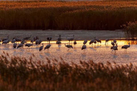 Cranes stand in water at dusk, surrounded by reeds, crane (Grus grus) wildlife, Western Pomerania