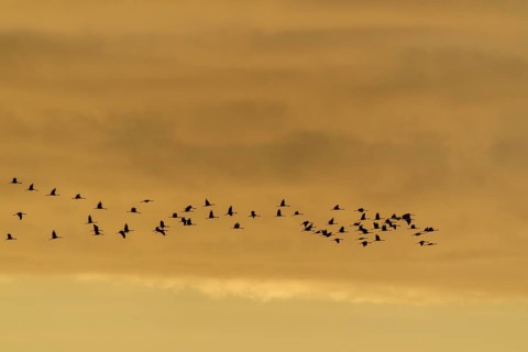 Flock of birds in the sky at dusk, crane (Grus grus) wildlife, Western Pomerania Lagoon Area