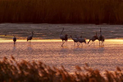 Cranes at dusk in water surrounded by reeds, crane (Grus grus) wildlife, Western Pomerania Lagoon
