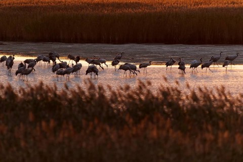 Cranes standing in water surrounded by reeds in the evening, crane (Grus grus) wildlife, Western