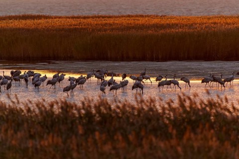 Cranes on water at dusk with reeds, crane (Grus grus) wildlife, Western Pomerania Lagoon Area