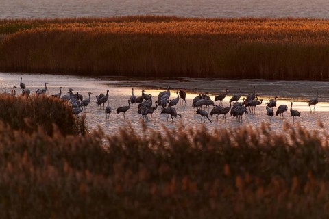Large group of cranes on the water at sunset, crane (Grus grus) wildlife, Western Pomerania Lagoon