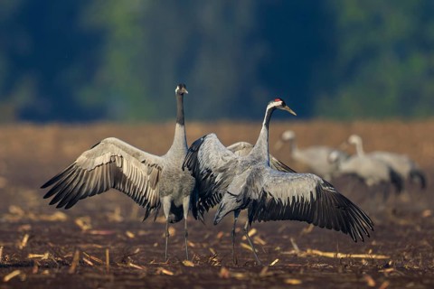 A pair of cranes in a field with raised wings, crane (Grus grus) wildlife, Western Pomerania Lagoon