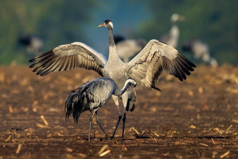 Cranes land in a field with open wings, crane (Grus grus) wildlife, Western Pomerania Lagoon Area