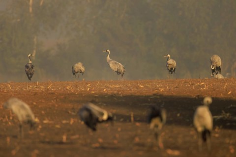 Group of cranes standing in a foggy field in the distance, crane (Grus grus) wildlife, Western