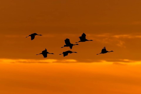 Flying cranes in silhouette against a warm orange evening sky, crane (Grus grus) wildlife, Western