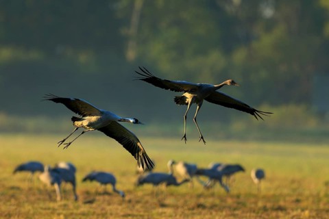 Two cranes flying over a meadow with other birds in the background, crane (Grus grus) wildlife,