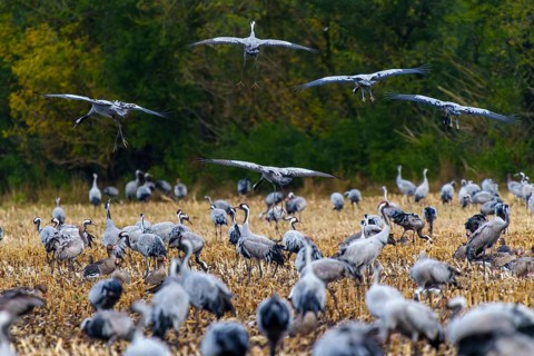 Large cluster of cranes in a field with trees in the background, crane (Grus grus) wildlife,