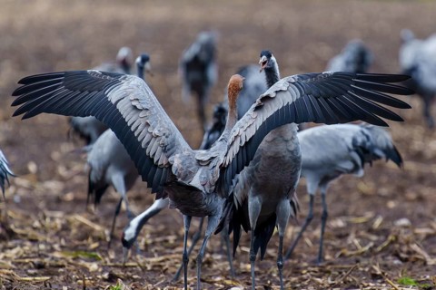 Cranes present their wings grouped in a field, crane (Grus grus) wildlife, Western Pomerania Lagoon