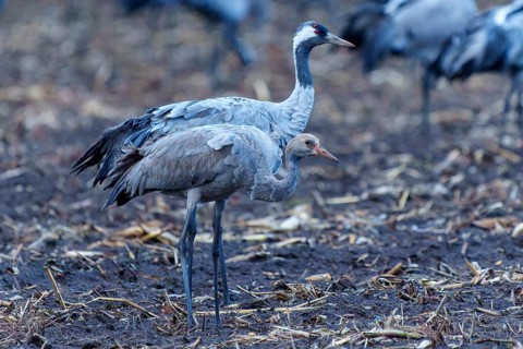Crane parents with chicks in an autumn environment, crane (Grus grus) wildlife, Western Pomerania