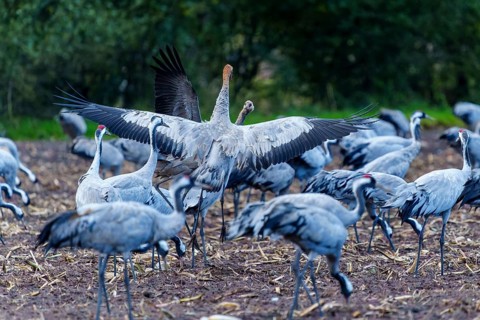 Cranes with spread wings in a field in autumn, crane (Grus grus) wildlife, Western Pomerania Lagoon