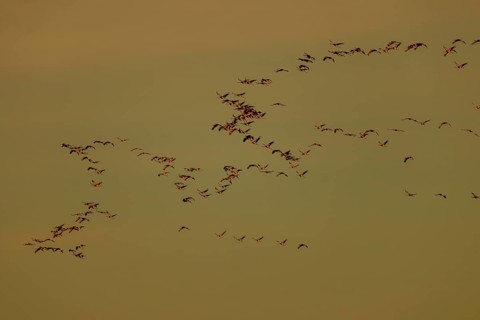 Large flock of birds roaming the sky in harmonious formation, Crane (Grus grus) wildlife, Western