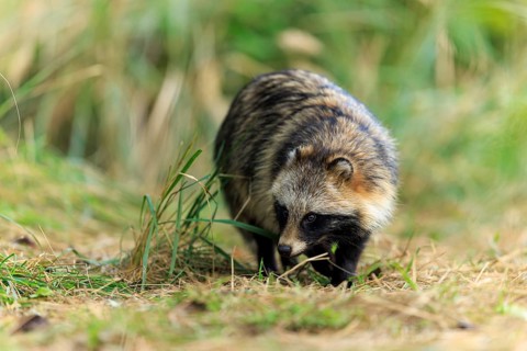 Raccoon dog sniffing the ground surrounded by natural vegetation, raccoon dog, (Nyctereutes